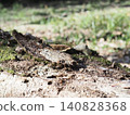 Tree trunks, a world of light and shadow, copy space in the forest, background, a world that shines on a root table Tree trunks, a world of light and shadow, copy space in the forest, background, a world that shines on a root table 140828368