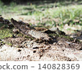 Tree trunks, a world of light and shadow, copy space in the forest, background, a world that shines on a root table Tree trunks, a world of light and shadow, copy space in the forest, background, a world that shines on a root table 140828369