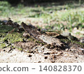 Tree trunks, a world of light and shadow, copy space in the forest, background, a world that shines on a root table Tree trunks, a world of light and shadow, copy space in the forest, background, a world that shines on a root table 140828370