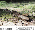 Tree trunks, a world of light and shadow, copy space in the forest, background, a world that shines on a root table Tree trunks, a world of light and shadow, copy space in the forest, background, a world that shines on a root table 140828371