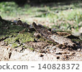 Tree trunks, a world of light and shadow, copy space in the forest, background, a world that shines on a root table Tree trunks, a world of light and shadow, copy space in the forest, background, a world that shines on a root table 140828372