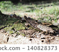 Tree trunks, a world of light and shadow, copy space in the forest, background, a world that shines on a root table Tree trunks, a world of light and shadow, copy space in the forest, background, a world that shines on a root table 140828373