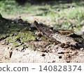 Tree trunks, a world of light and shadow, copy space in the forest, background, a world that shines on a root table Tree trunks, a world of light and shadow, copy space in the forest, background, a world that shines on a root table 140828374