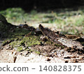Tree trunks, a world of light and shadow, copy space in the forest, background, a world that shines on a root table Tree trunks, a world of light and shadow, copy space in the forest, background, a world that shines on a root table 140828375
