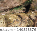 Tree trunks, a world of light and shadow, copy space in the forest, background, a world that shines on a root table Tree trunks, a world of light and shadow, copy space in the forest, background, a world that shines on a root table 140828376