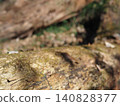 Tree trunks, a world of light and shadow, copy space in the forest, background, a world that shines on a root table Tree trunks, a world of light and shadow, copy space in the forest, background, a world that shines on a root table 140828377