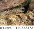 Tree trunks, a world of light and shadow, copy space in the forest, background, a world that shines on a root table Tree trunks, a world of light and shadow, copy space in the forest, background, a world that shines on a root table 140828378