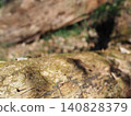 Tree trunks, a world of light and shadow, copy space in the forest, background, a world that shines on a root table Tree trunks, a world of light and shadow, copy space in the forest, background, a world that shines on a root table 140828379