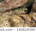 Tree trunks, a world of light and shadow, copy space in the forest, background, a world that shines on a root table Tree trunks, a world of light and shadow, copy space in the forest, background, a world that shines on a root table 140828380