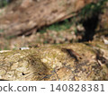 Tree trunks, a world of light and shadow, copy space in the forest, background, a world that shines on a root table Tree trunks, a world of light and shadow, copy space in the forest, background, a world that shines on a root table 140828381
