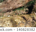 Tree trunks, a world of light and shadow, copy space in the forest, background, a world that shines on a root table Tree trunks, a world of light and shadow, copy space in the forest, background, a world that shines on a root table 140828382