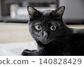 A black cat staring intently indoors 140828429