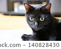 A black cat staring intently indoors 140828430