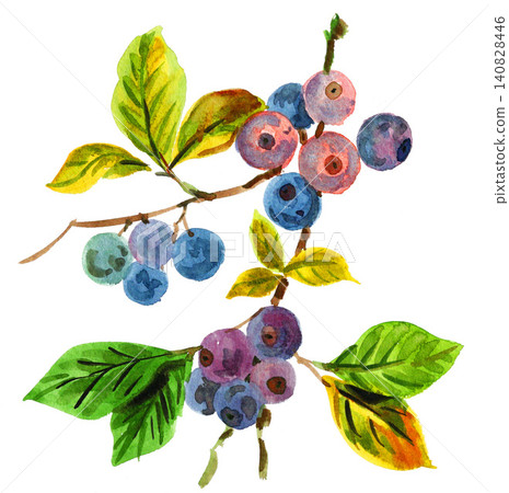 Blueberry painted in watercolor (26627 pixels) Blueberry painted in watercolor (26627 pixels) 140828446