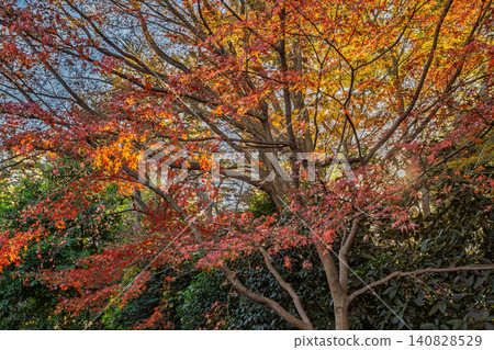 2023年12月，皇宮東花園，秋葉在冬日的陽光下閃閃發光。 140828529