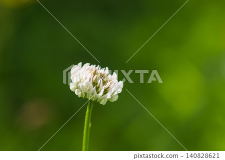 春日田野與山巒:白三葉草花 06 春日田野與山巒:白三葉草花 06 140828621
