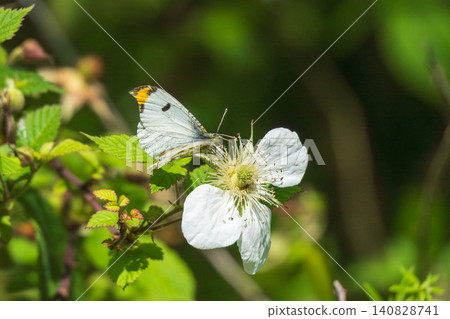 Spring forest: Orange-tip butterfly sipping nectar from white flowers 01 Spring forest: Orange-tip butterfly sipping nectar from white flowers 01 140828741