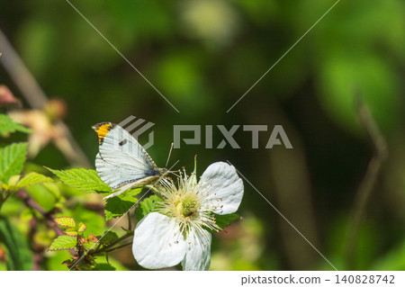 Spring forest: Orange-tip butterfly sipping nectar from white flowers 02 Spring forest: Orange-tip butterfly sipping nectar from white flowers 02 140828742