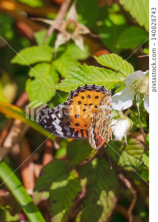 Spring Forest: Common Leopard Butterfly and White Wild Strawberry Flowers 01 140828743