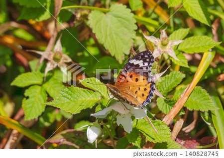 Spring Forest: Common Leopard Butterfly and White Wild Strawberry Flowers 03 Spring Forest: Common Leopard Butterfly and White Wild Strawberry Flowers 03 140828745