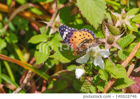 Spring Forest: Common Leopard Butterfly and White Wild Strawberry Flowers 04 Spring Forest: Common Leopard Butterfly and White Wild Strawberry Flowers 04 140828746