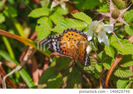 Spring Forest: Common Leopard Butterfly and White Wild Strawberry Flowers 06 Spring Forest: Common Leopard Butterfly and White Wild Strawberry Flowers 06 140828748