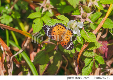 Spring Forest: Common Leopard Butterfly and White Wild Strawberry Flowers 07 140828749