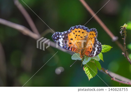 Spring Forest: The Common Leopard Butterfly and the White Flowers of the Wild Strawberry (13) 140828755
