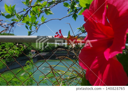 Hibiscus, Okinawan hut, and pond Hibiscus, Okinawan hut, and pond 140828765