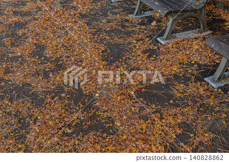 Maple and pine needles vividly color the ground in the East Garden of the Imperial Palace, December 2023. Maple and pine needles vividly color the ground in the East Garden of the Imperial Palace, December 2023. 140828862