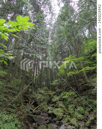 Mysterious forest Mysterious forest 140828942