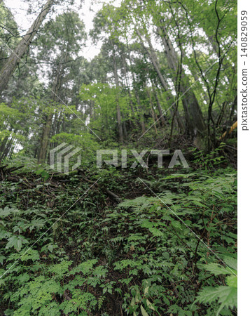 A forest of towering cedar trees A forest of towering cedar trees 140829059
