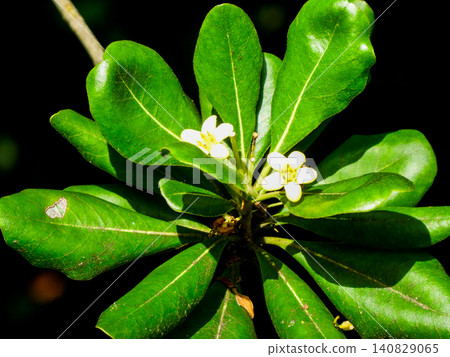 Pittosporum tobira in the Sendai City Wildflower Garden: A coastal evergreen with thick leaves and fragrant flowers. 140829065