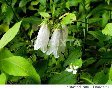 Campanula and Houttuynia cordata are suitable for growing in shade gardens. Campanula and Houttuynia cordata are suitable for growing in shade gardens. 140829067