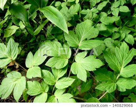 Angelica keiskei is a very hardy plant; it's delicious in tempura, stir-fries, or as a side dish. Angelica keiskei is a very hardy plant; it's delicious in tempura, stir-fries, or as a side dish. 140829068
