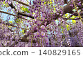 Beautiful photos of wisteria flowers and wisteria trellises Beautiful photos of wisteria flowers and wisteria trellises 140829165