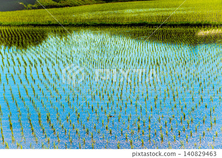 A large area of rice seedlings growing in the fields of Korea. A large area of rice seedlings growing in the fields of Korea. 140829463