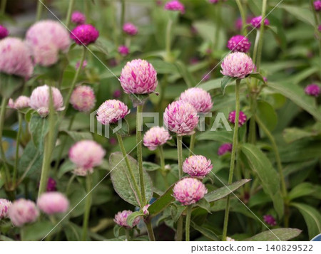 The round bracts of the globe amaranth The round bracts of the globe amaranth 140829522