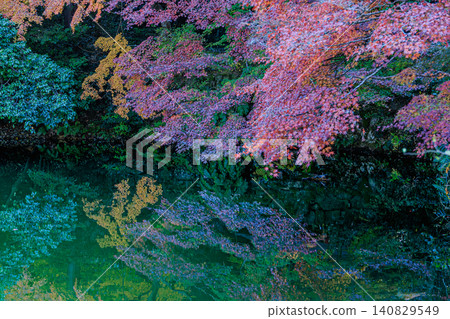淨琉璃寺歷史悠久的寶池和絢麗多彩的秋葉。 淨琉璃寺歷史悠久的寶池和絢麗多彩的秋葉。 140829549