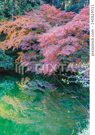 秋日里,淨琉璃寺花園的寶池被絢麗的落葉裝點,倒映在水面上,美不勝收。 秋日里,淨琉璃寺花園的寶池被絢麗的落葉裝點,倒映在水面上,美不勝收。 140829551