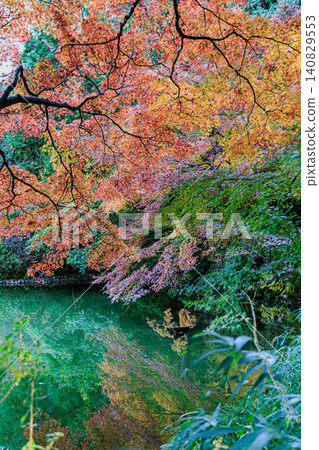 Vibrantly colored maple trees spread along the pond in the Jōruri-ji Temple Garden, a special scenic spot. Vibrantly colored maple trees spread along the pond in the Jōruri-ji Temple Garden, a special scenic spot. 140829553