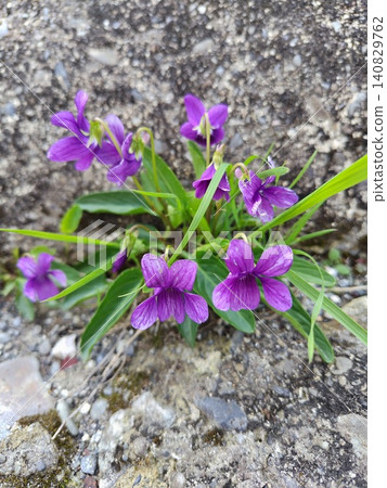 Violet flowers 140829762