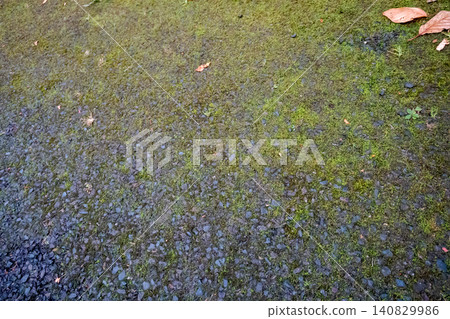 Moss-covered asphalt road and fallen leaves Moss-covered asphalt road and fallen leaves 140829986