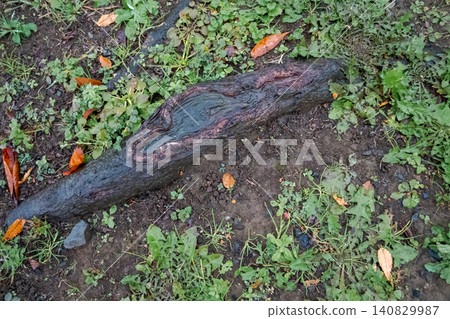 A bird's-eye view of tree roots that are largely exposed on the ground and the surrounding grassland. A bird's-eye view of tree roots that are largely exposed on the ground and the surrounding grassland. 140829987