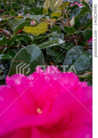 A close-up of pink camellias and rain-soaked green leaves. 140829990