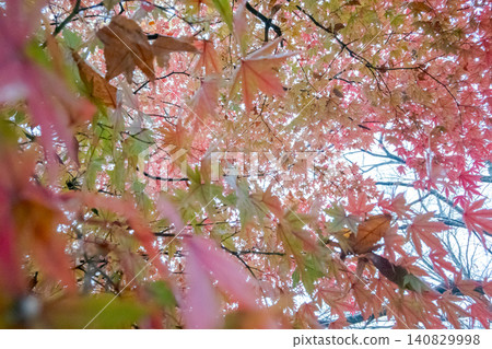 Maple branches where red and green leaves mingle. 140829998