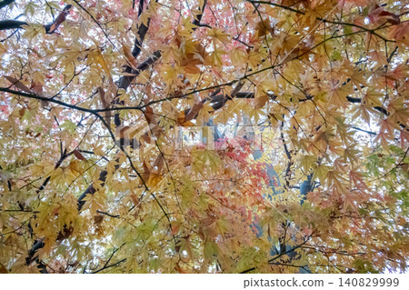Looking up at the maple trees, their leaves ablaze with yellow and orange. Looking up at the maple trees, their leaves ablaze with yellow and orange. 140829999