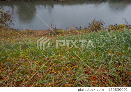 Overgrown grass and autumn-colored fallen leaves on the riverbank as rain falls. Overgrown grass and autumn-colored fallen leaves on the riverbank as rain falls. 140830001