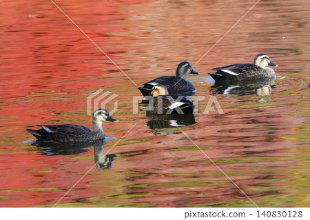 Mallards are cute and familiar wild birds that can be seen in parks with beautiful autumn foliage. Mallards are cute and familiar wild birds that can be seen in parks with beautiful autumn foliage. 140830128
