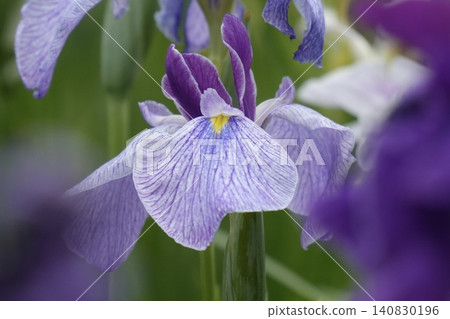 Beautiful light purple irises Beautiful light purple irises 140830196